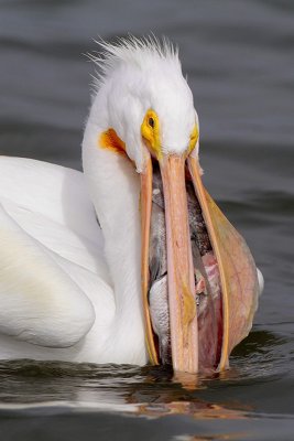 American White Pelican  and Fish