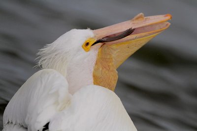 American White Pelican and Pouch