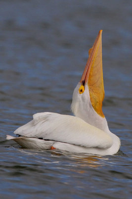 American White Pelican Trying to Swallow a Fish