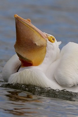 American White Pelican Trying to Swallow a Fish That's Too Big