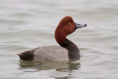 Redhead Duck