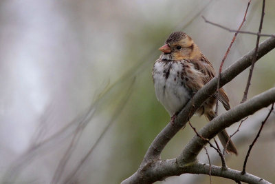 Harris' Sparrow