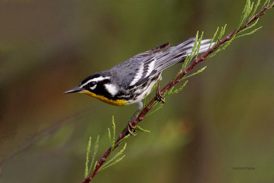 Yellow-throated Warbler