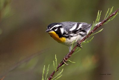 Yellow-throated Warbler