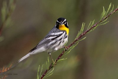 Yellow-throated Warbler