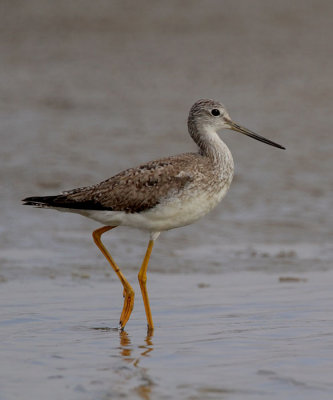 Lesser Yellowlegs