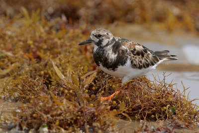 Ruddy Turnstone