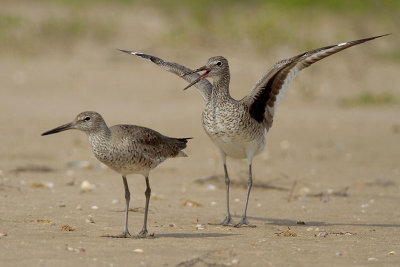 Willets Courting
