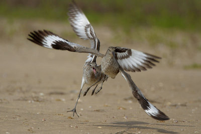 Willets