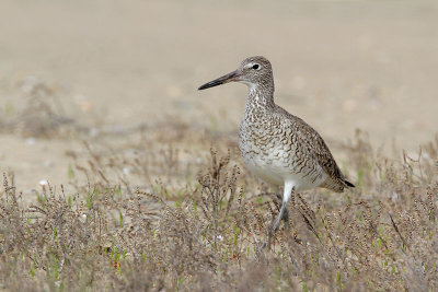Willet