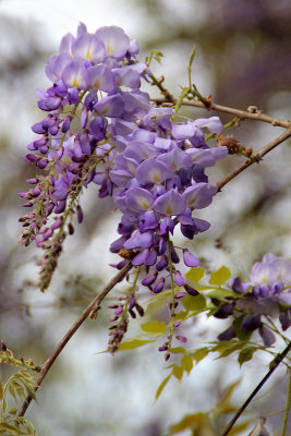 Wisteria