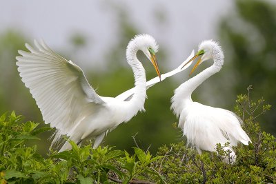 Great Egrets