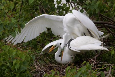Great Egrets Mating
