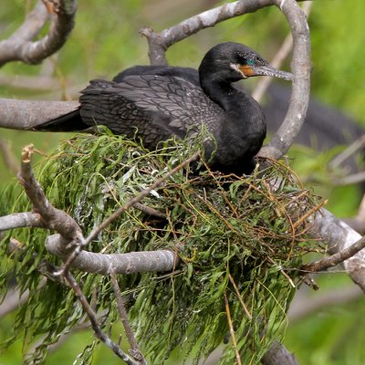 Neotropic Cormorant Nesting