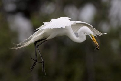 Great Egret Carrying Stick back to Nest