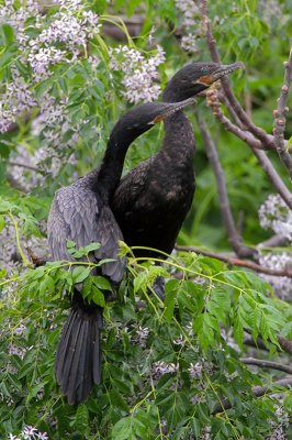 Neotropic Cormorants