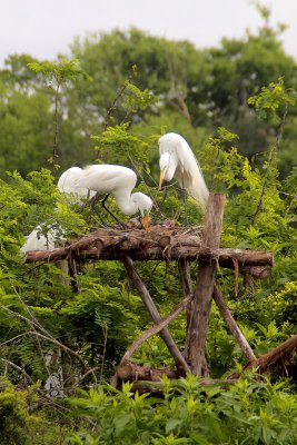 Great Egrets Building Nest on Nest Platforms