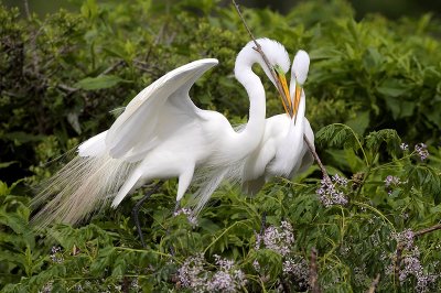 Great Egrets Deciding Where to Place a Stick