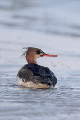 Red-Breasted Merganser Roosting on the Flats