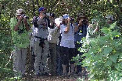 Looking for the Swainsons Warbler