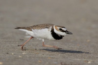Wilson's Plover Chasing Another Male