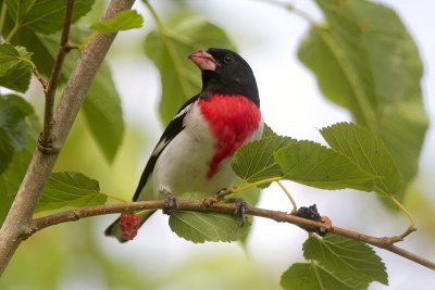 Rose Breasted Grosbeak