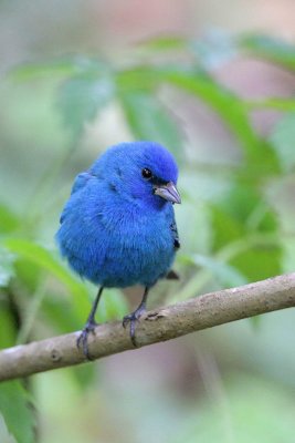 Indigo Bunting