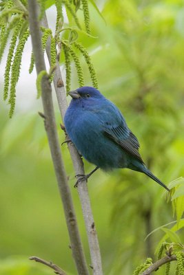 Indigo Bunting