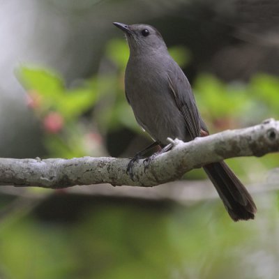 Gray Catbird