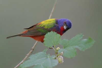 Painted Bunting Eyeing a White Berry