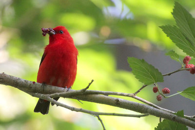 Scarlet Tanager