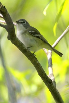 Blue-headed Vireo