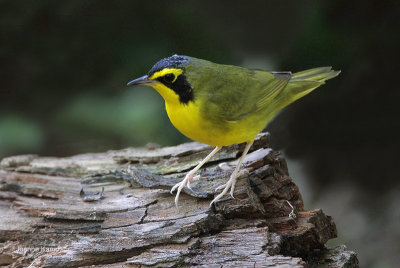 Kentucky Warbler