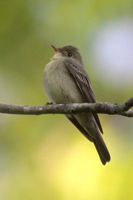 Eastern Wood-Peewee