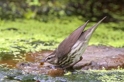 Northern Waterthrush Trying to Catch Insects
