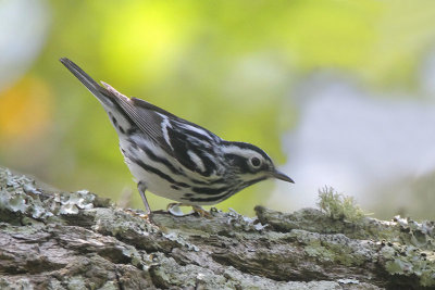 Black-and-White Warbler