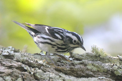 Black-and-White Warbler