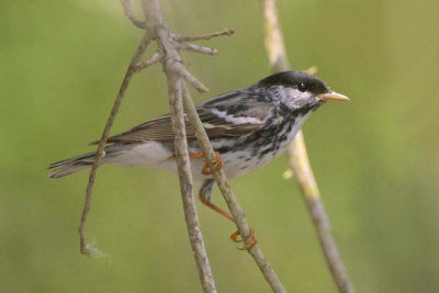 Blackpoll Warbler