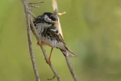 Blackpoll Warbler