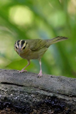 Worm-eating Warbler