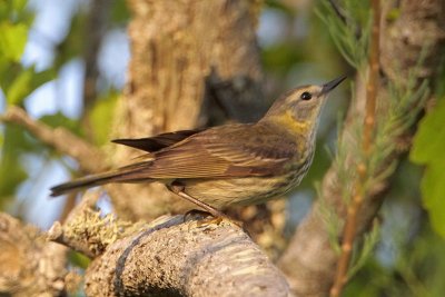 Cape May Warbler