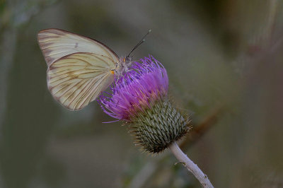 Great Southern White