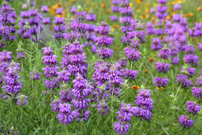 Bee's Balm