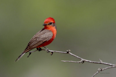 Vermillion Flycatcher