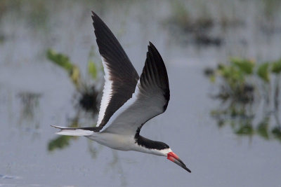 Black Skimmer