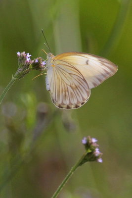 Great Southern White