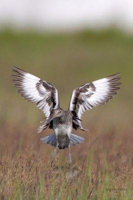 Willet