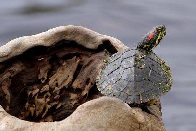 Red-eared Slider