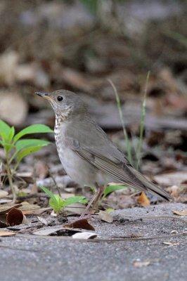 Gray-cheeked Thrush