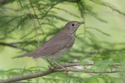 Gray-cheeked Thrush